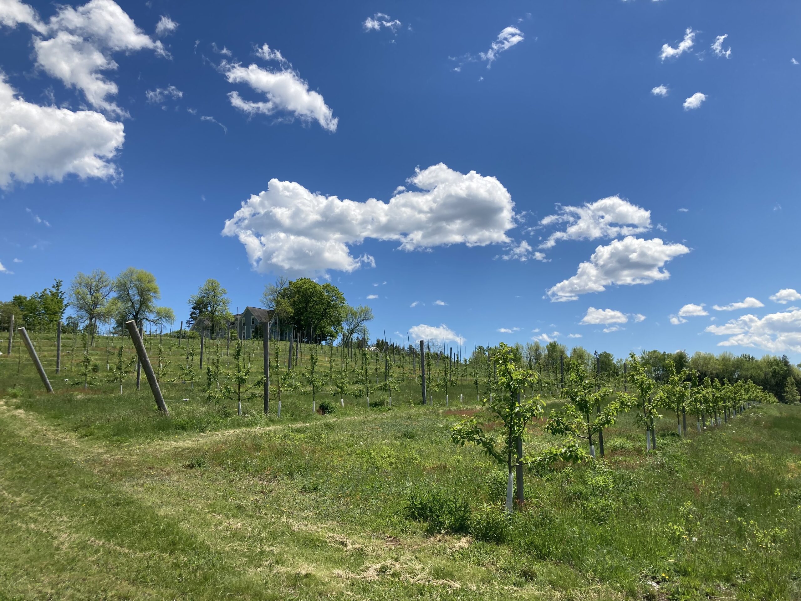 New Brunswick Orchard